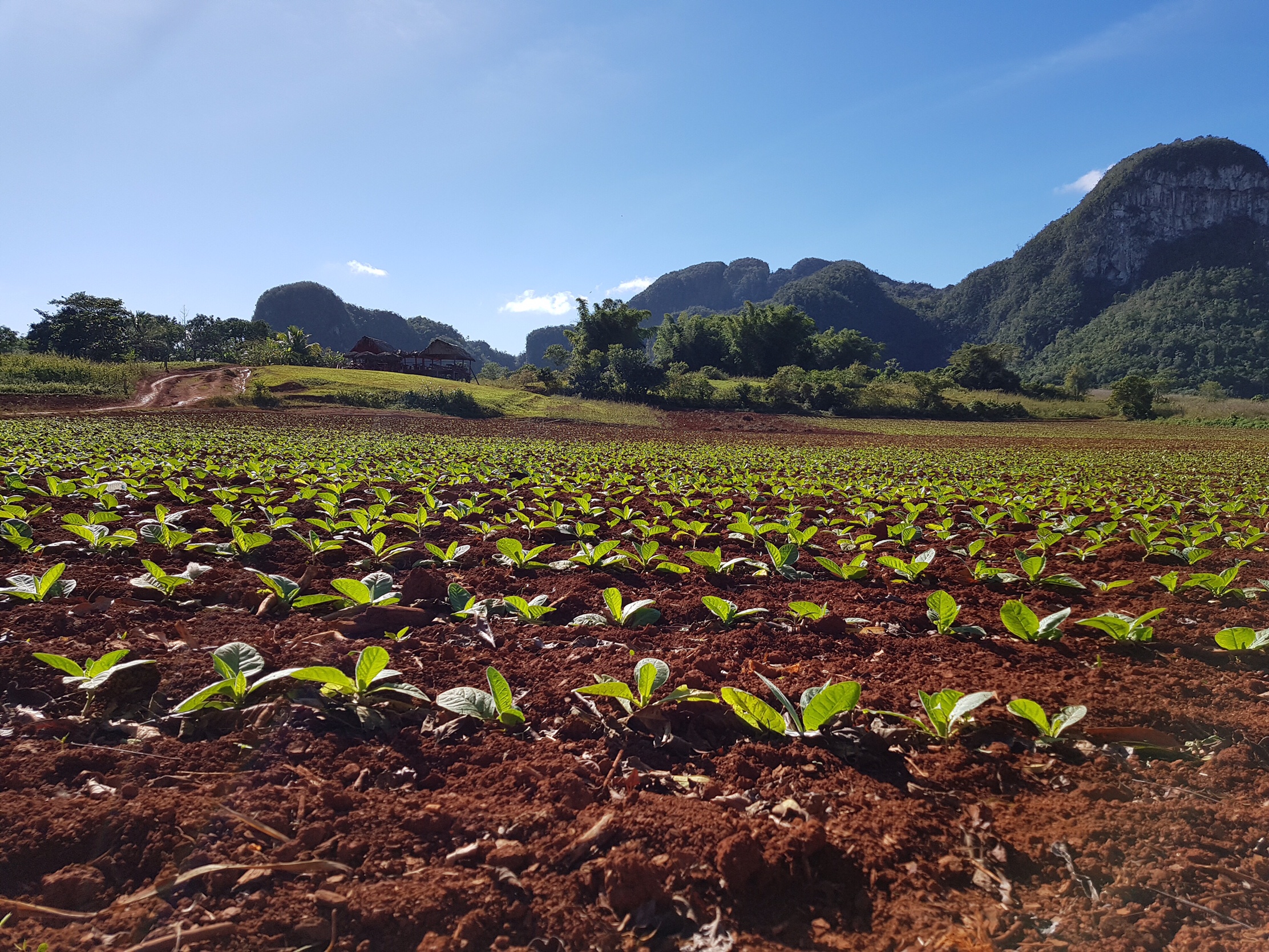 Beautiful Viñales